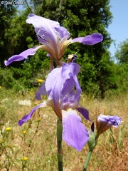 Iris mesopotamica