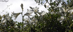 Lilium candidum