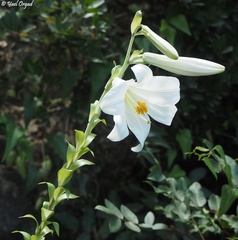 Lilium candidum