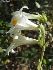 Lilium candidum