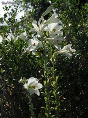 Lilium candidum