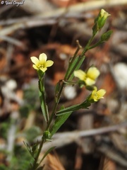 Linum corymbulosum