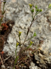 Linum corymbulosum