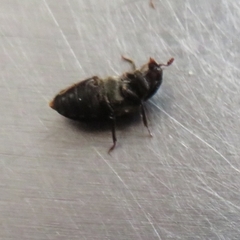 Dermestes lardarius