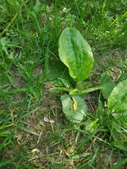Plantago major