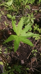 Napaea dioica
