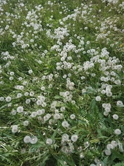 Taraxacum officinale