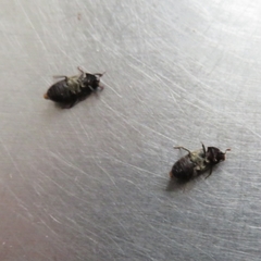 Dermestes lardarius