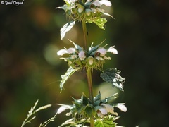 Moluccella spinosa