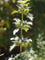Moluccella spinosa