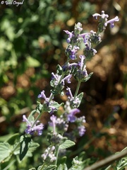 Nepeta curviflora