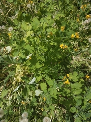 Chelidonium majus