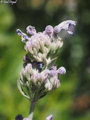 Nepeta curviflora