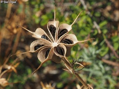 Nigella ciliaris