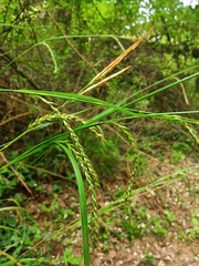 Carex paui