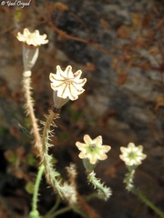 Papaver carmeli