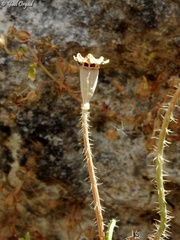 Papaver carmeli