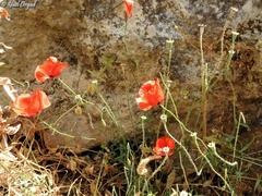 Papaver carmeli
