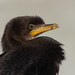 Micro-Cormorants - Photo (c) Finn Davey, some rights reserved (CC BY-NC), uploaded by Finn Davey