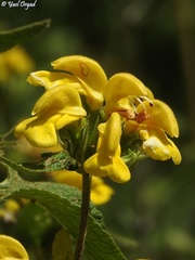 Phlomis viscosa