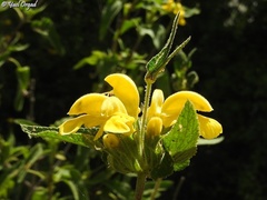 Phlomis viscosa