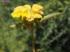 Phlomis viscosa