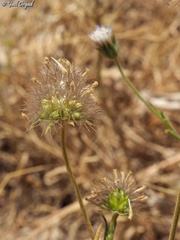 Pterocephalus plumosus