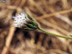 Pterocephalus plumosus
