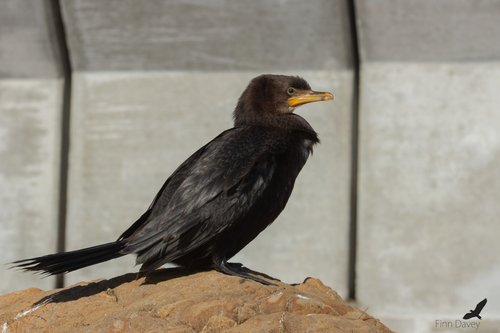 Little Pied Cormorant, photo 6 of 9