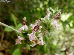 Stachys distans