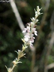 Teucrium creticum