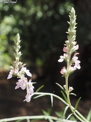 Teucrium creticum
