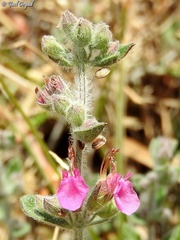 Teucrium divaricatum