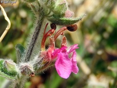 Teucrium divaricatum