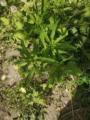 Chamaenerion angustifolium