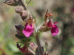 Teucrium divaricatum