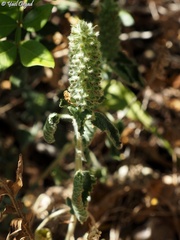 Teucrium lamiifolium