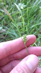Carex gracilescens