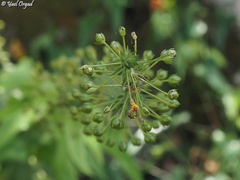 Verbascum levanticum