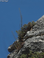 Verbascum levanticum