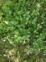 Trifolium repens
