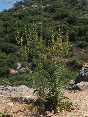 Verbascum tripolitanum