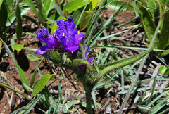 Cyanotis speciosa