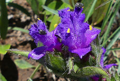 Cyanotis speciosa