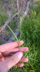 Carex gracilescens