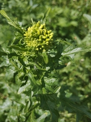 Sisymbrium loeselii
