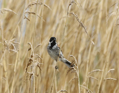 Emberiza schoeniclus