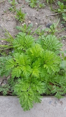 Artemisia sieversiana