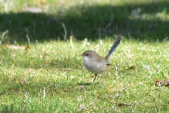 Malurus cyaneus