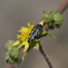 Acmaeodera connexa